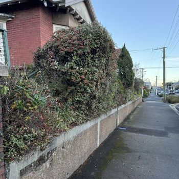 Hedge Trimming Services, Dunedin City.