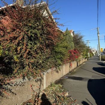 Hedge Trimming Services, Dunedin City.