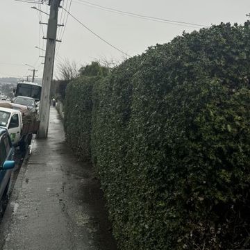 Large Hedge trim, Dunedin City.