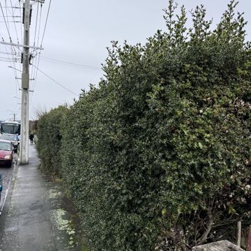 Large Hedge trim, Dunedin City.