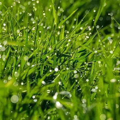 Dewy green lawn blades with water droplets in Dunedin, illustrating moist soil and moss management.