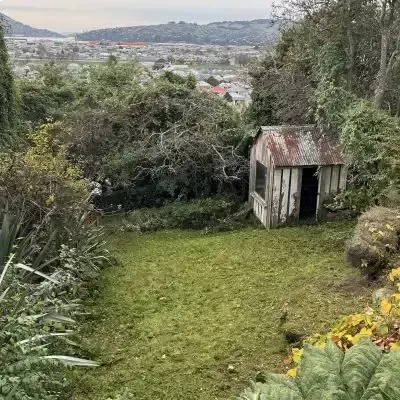 Before: Bush, lawns, yard clearing in St. Clair.