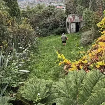 Before: Bush, lawns, yard clearing in St. Clair.