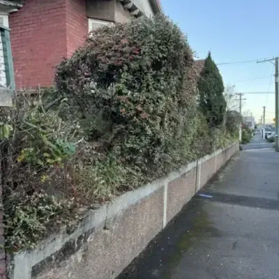 After: Bush trimming services taking place in North Dunedin.