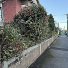 After: Bush trimming services taking place in North Dunedin.