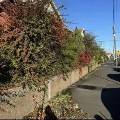 Before: Bush trimming and hedge maintenance, North Dunedin, Dunedin.