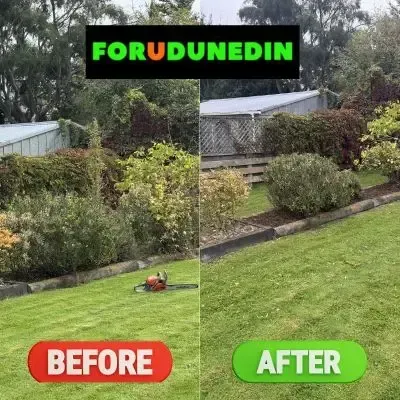 Before & After: Hedge and bush pruning job in Roslyn, Dunedin.