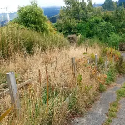 Before: Bush trimming and section clean-up, St Clair, Dunedin.