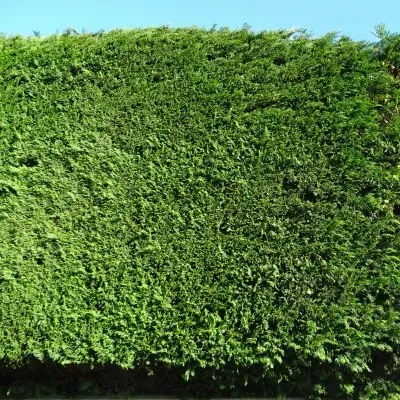 An evenly maintained residential hedge demonstrating consistent structured trimming in Dunedin.