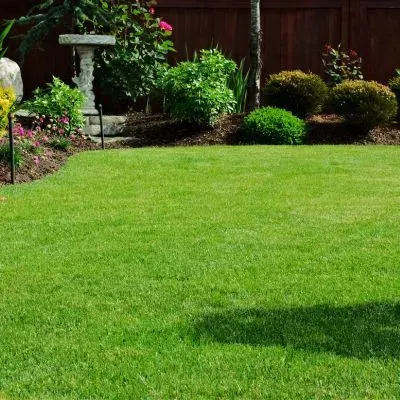 Consistently maintained residential lawn showing even growth across the surface in Dunedin.