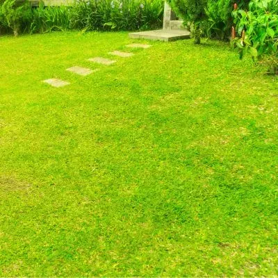 Recently cleared Dunedin lawn showing a stable soil surface after controlled section clearing.