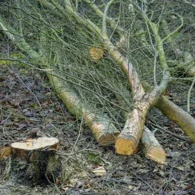 Sectioned small tree pieces following controlled dismantling to protect surrounding areas.