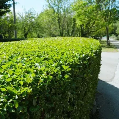 Professionally trimmed residential hedge maintaining clear footpath access and safe boundary visibility in Dunedin.