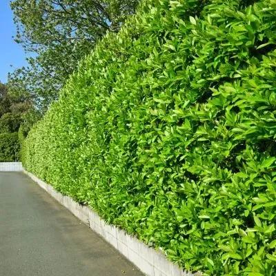 Boundary hedge trimmed to maintain roadside clearance and sightlines in line with Dunedin City Council regulations.