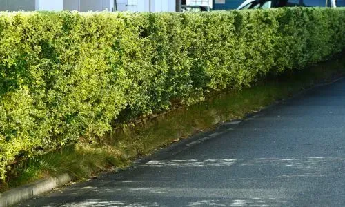 Boundary hedge trimmed to maintain safe roadside clearance in a Dunedin residential street.