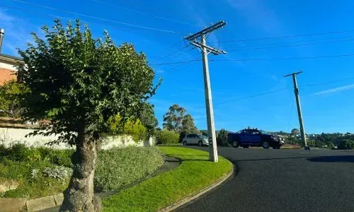 Street-front tree near power lines and roadway in Dunedin, highlighting tree removal compliance rules.