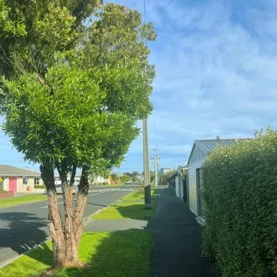 A small roadside tree in Dunedin is maintained with a safe footpath and road clearance in line with council regulations.