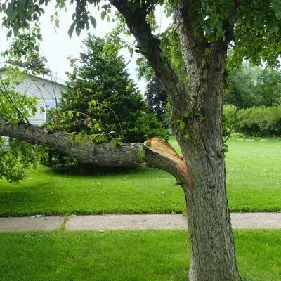 Damaged residential tree in Dunedin illustrating emergency removal and council reporting requirements.