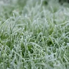 Frost-covered Dunedin lawn with dewy grass, illustrating winter yard-care needs.
