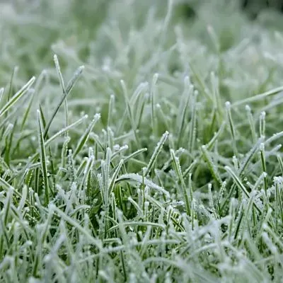 Frost-covered Dunedin lawn with dewy grass, illustrating winter yard-care needs.