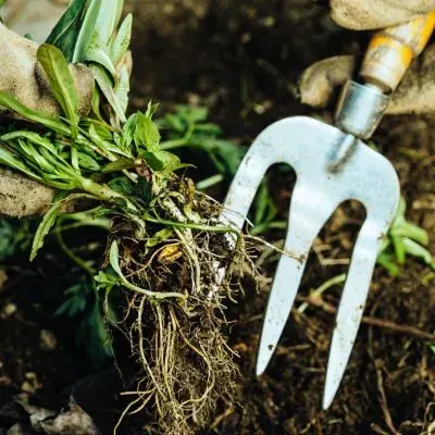 Hand weeding in a Dunedin garden bed, roots lifted cleanly with a hand fork.