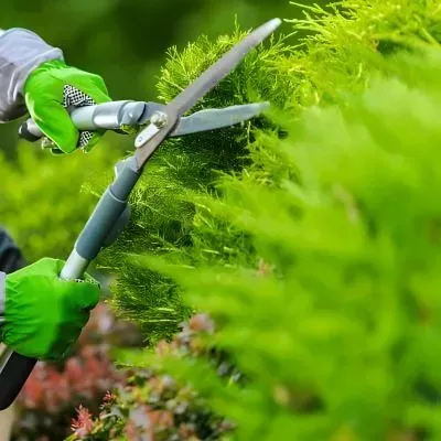 Dunedin gardener cutting back plants, representing gardening and yard maintenance costs.