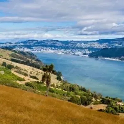 Dunedin Harbour with surrounding hills and a wind-exposed landscape, viewed from the coastal slopes.