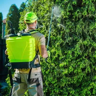 Licensed operator spraying hedge vegetation in line with council and EPA safety requirements.