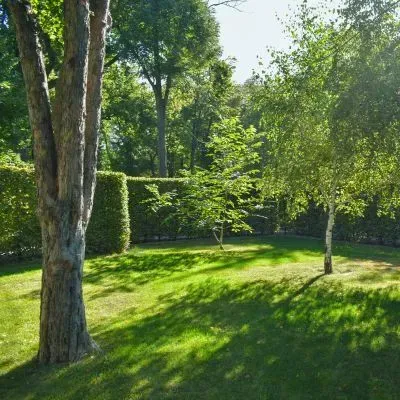 Small residential garden trees in Dunedin, where consent is typically not required.