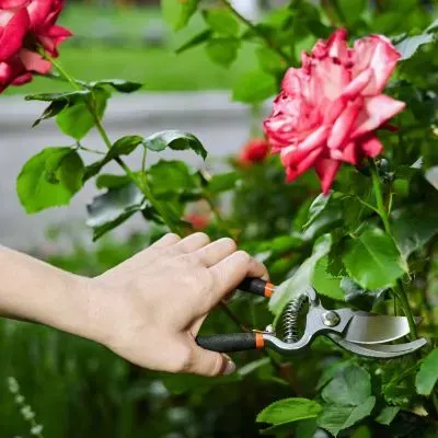 Hand pruning a rose with bypass secateurs in a Dunedin garden, best-practice maintenance.