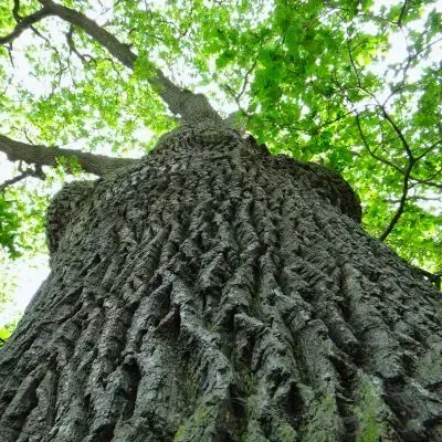 A large established tree in Dunedin symbolising scheduled tree protections under the 2GP.