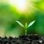 Young plants sprout in rich soil with bright sunlight, illustrating light and growth conditions for Dunedin lawns.