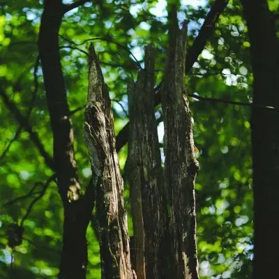 Damaged tree trunk in Dunedin assessed for safe removal under council guidelines.