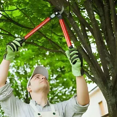 Tree pruning in Dunedin to keep branches within council setbacks and protect sight lines.