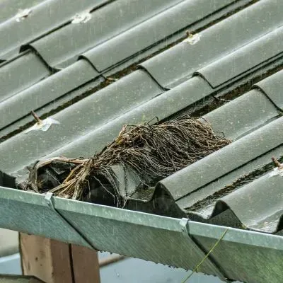 Early-stage gutter debris buildup on the roofline shows the need for regular cleaning and maintenance in Dunedin.
