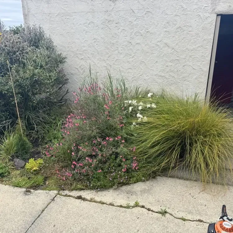 Before: Overgrown garden bed in Pinehill, Dunedin.