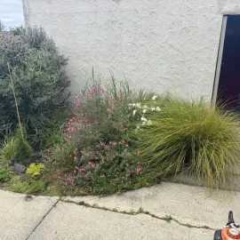 Before: Overgrown garden bed in Pinehill, Dunedin.