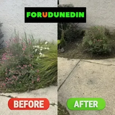 Before & After: Overgrown plants trimmed back and green waste removed from a garden in Pinehill, Dunedin.