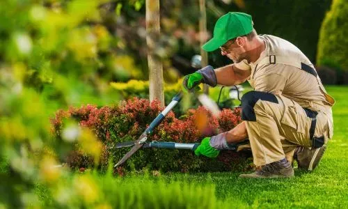 Professional gardener carrying out plant pruning in a residential Dunedin garden.