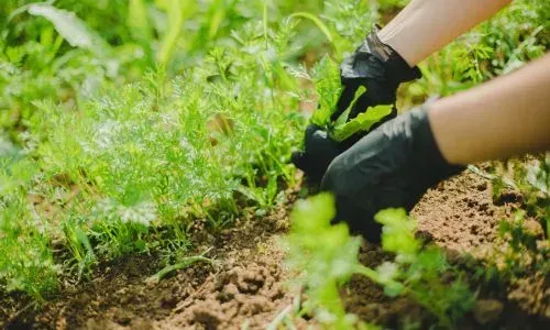 Hand-weeding and garden bed tidy-up in Opoho, Dunedin.