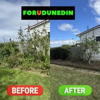 Before & After: Garden clean-up and small tree pruning in St. Clair, Dunedin.