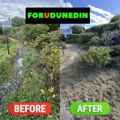 Before & After: Garden management and lawn mowing services in St. Clair, Dunedin.