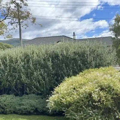 Before: Hedge cutting and backyard clearance, North Dunedin, Dunedin.