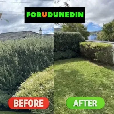 Before & After: Hedge trimming job for a residential backyard in North Dunedin, Dunedin.
