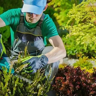 FORUDUNEDIN Gardener maintaining a residential garden in Dunedin. Exclusive FORUDUNEDIN contractor.