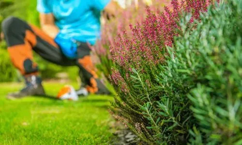 Flower pruning and planting in a residential garden in Waverley, Dunedin.