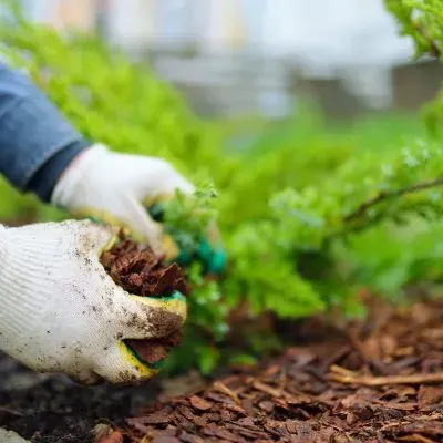 Gardening Services Cost Dunedin.