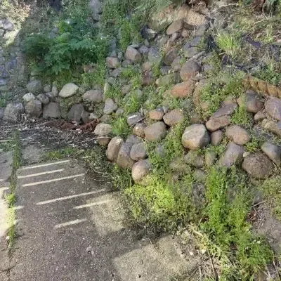 Before: Weed removal and clearance from rock wall, Roslyn, Dunedin