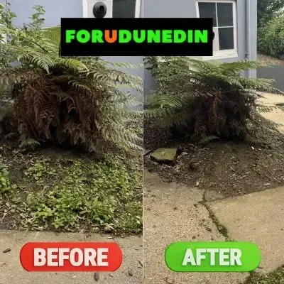 Before & After: Weed removal and fern plant pruning in Roslyn, Dunedin.