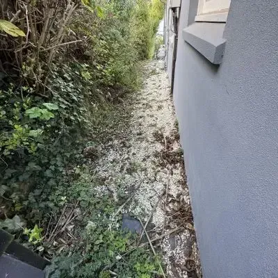 Before: Side of home green waste clean-up, North Dunedin, Dunedin.